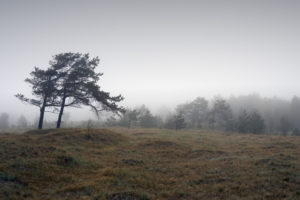 Scenery, trees, morning fog, Scenery, trees, morning fog,